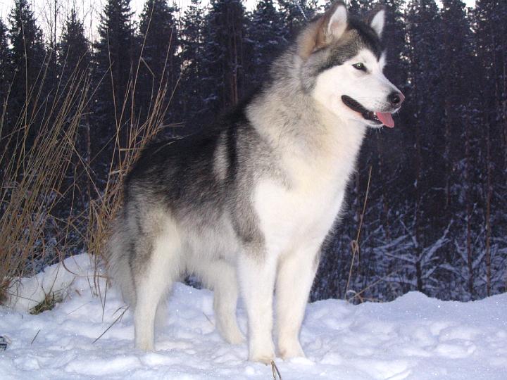 Awa Marras-07 006.jpg - Awa in November 2007